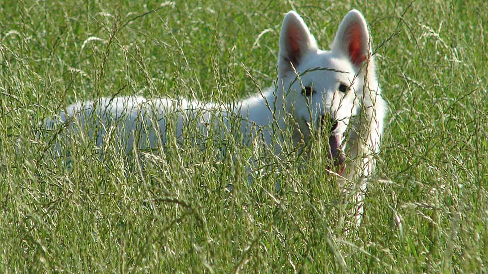 Perfect Dogs hunde_gesichter