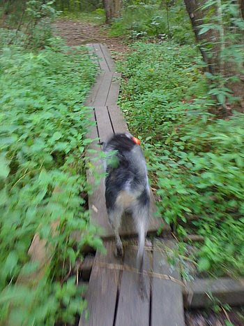 blurry norwood