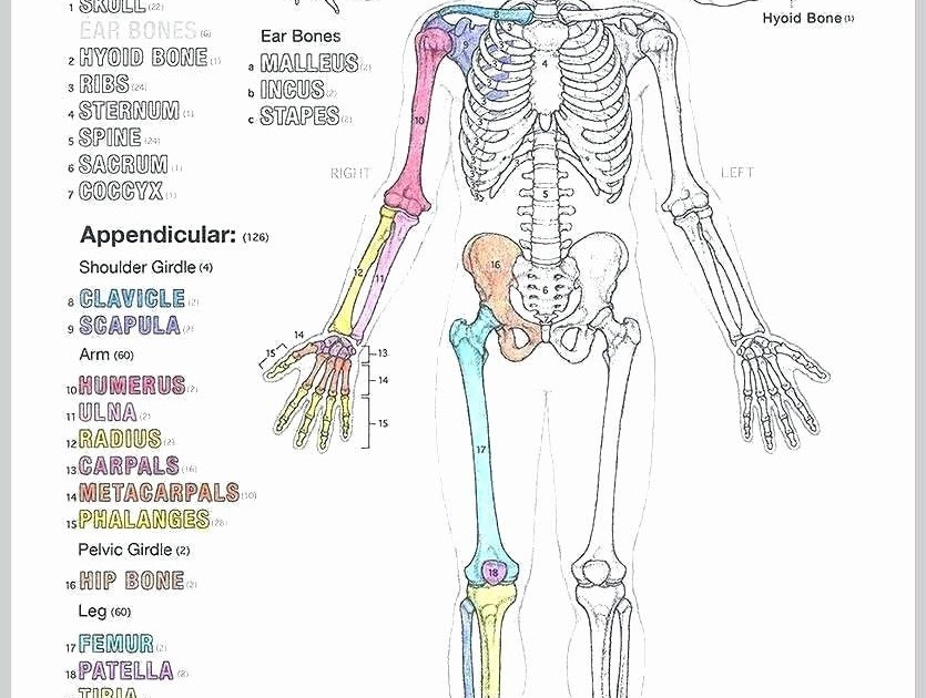 Anatomy Charts For Sale