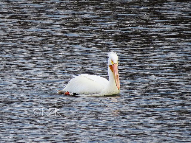 IMG_1007cps American White Pelican