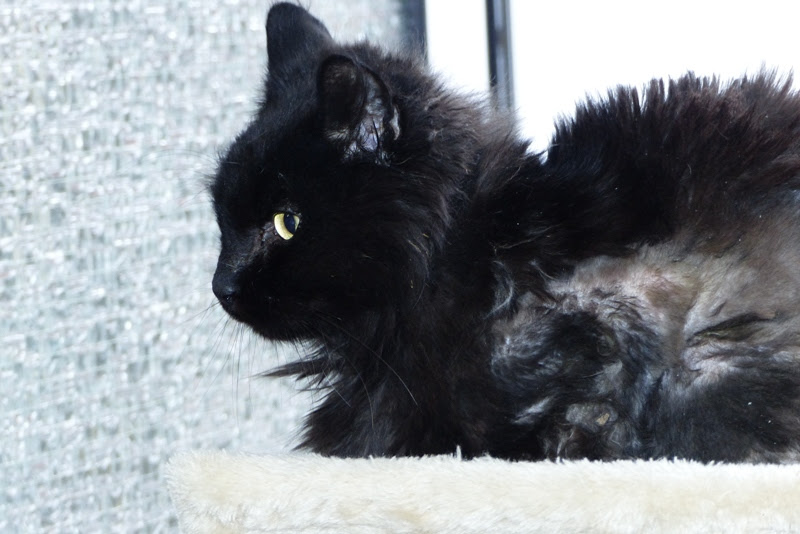 86+ Tierheim Lette Katze