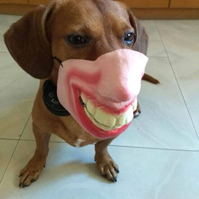 Buildingbridgesms Die Maske Der Hund