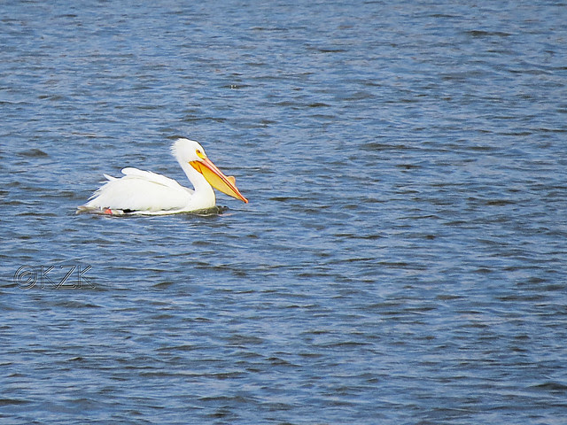 IMG_0989cps American White Pelican