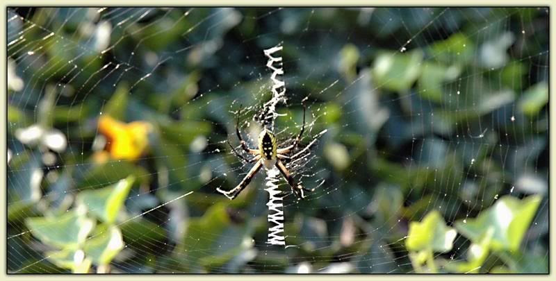 Boris the Spider