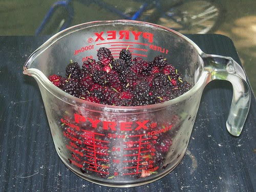 mulberries