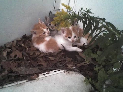 Farm kittens