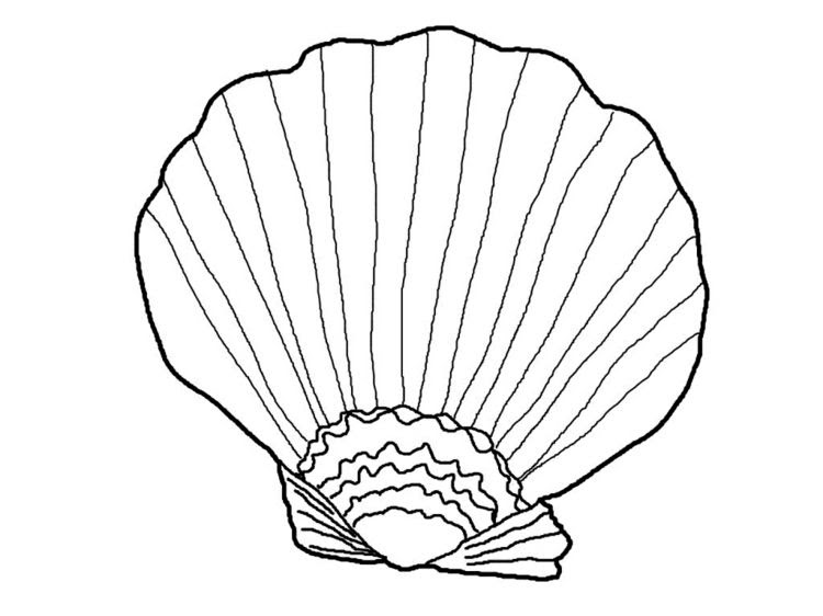 Malvorlagen Muscheln / Muschel Mit Streifenmuster Ausmalbild