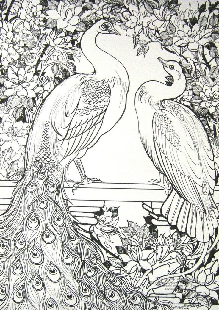 Dibujos Para Colorear De Animales Salvajes Reales - Páginas Colorear