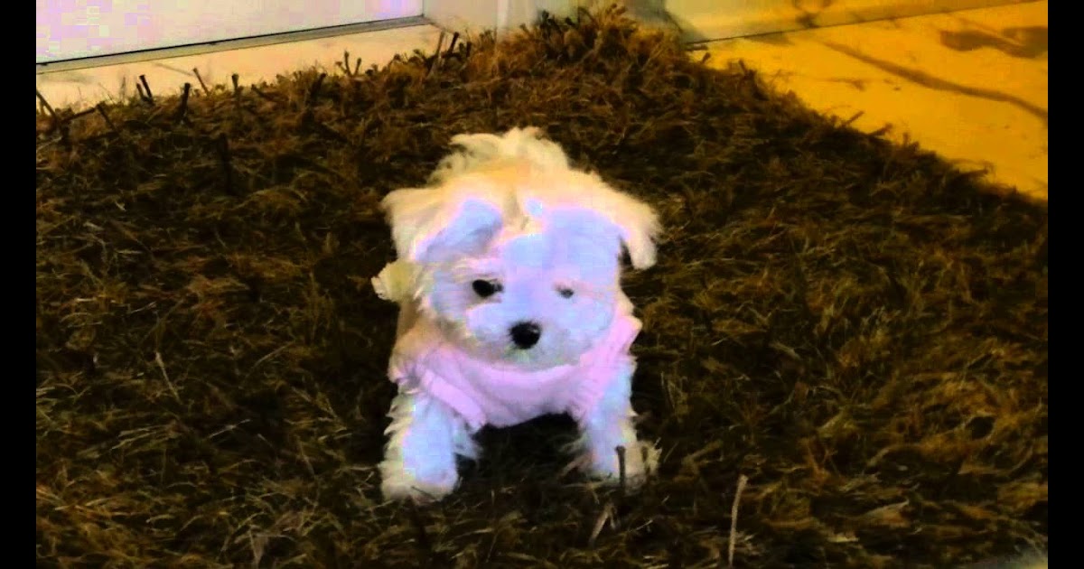 owalo design Ganz Kleine Baby Hunde