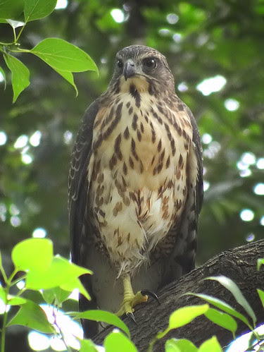 鳳頭蒼鷹/無限台南