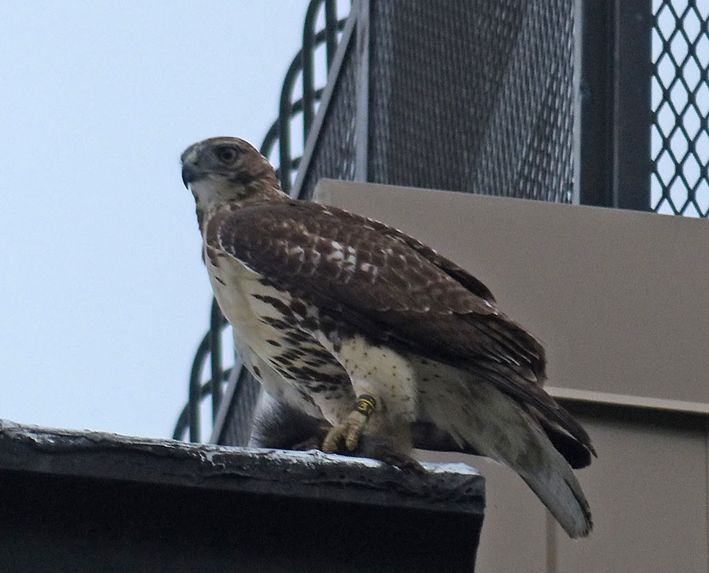 Tagged hawk with squirrel