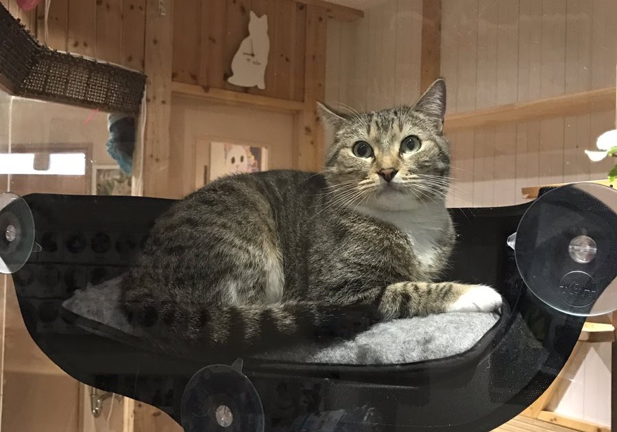 窓ガラス 猫 ベッド 896732窓ガラス 猫 ベッド Mbaheblogjpqxpq