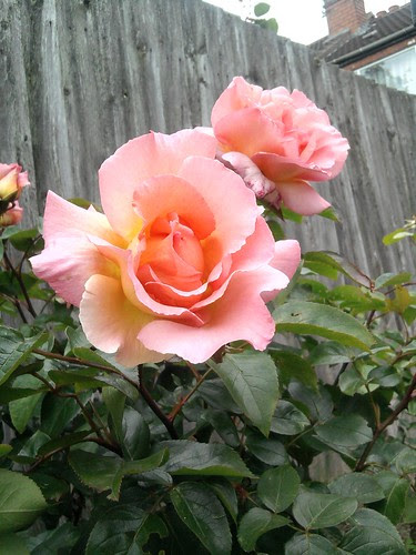 roses_samsung002