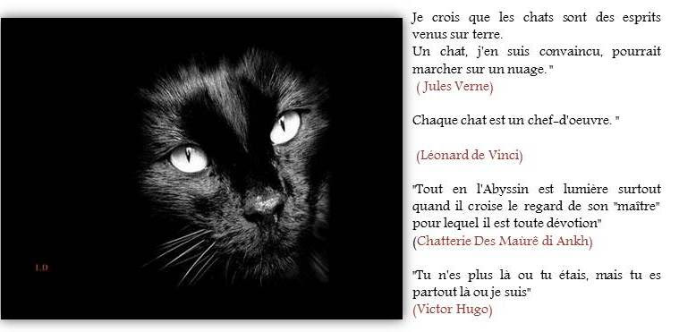 Citation Regard Chat Gratuit