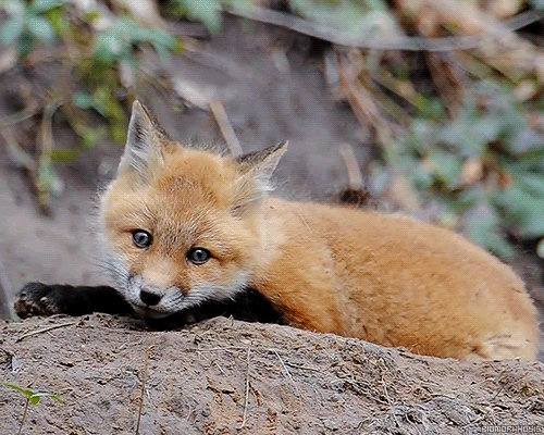 biomorphosis:

A cute little Red Fox.

NOW I&#8217;M IN LOVE.
HE LOOKS TIRED
AS IF SOMEONE WAS CHASING HIM.
WHY WOULD ANYONE CHASE A FOX?