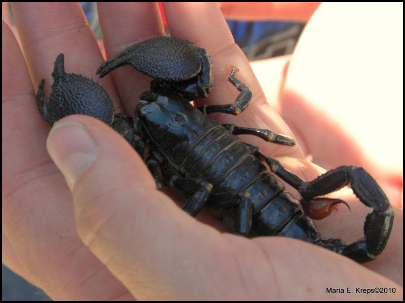 Scorpion