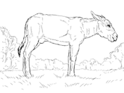 Clydesdale Horse Coloring Page - 257+ File for DIY T-shirt, Mug