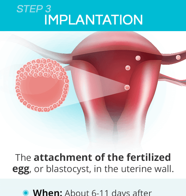How Long Does Conception And Implantation Take Pregnancy Test 