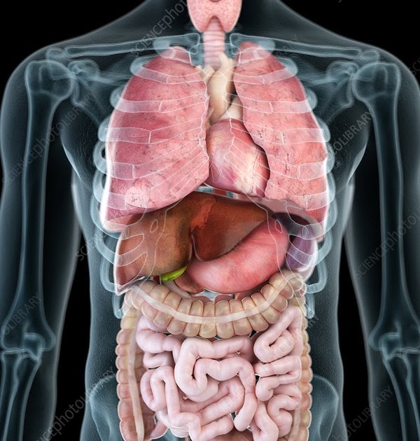 Illustration Of Woman\'S Internal Organs / Internal Human Organ Ovaries
