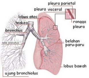Elok Puspa Merdeka Anatomi Paru Paru Manusia