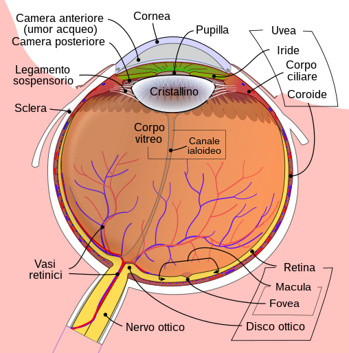 File:Schematic diagram of the human eye it.svg