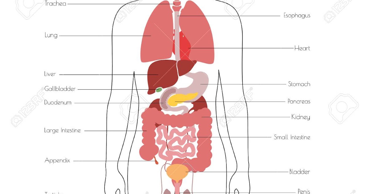 Male Internal Organs - Male Reproductive System Structure Function