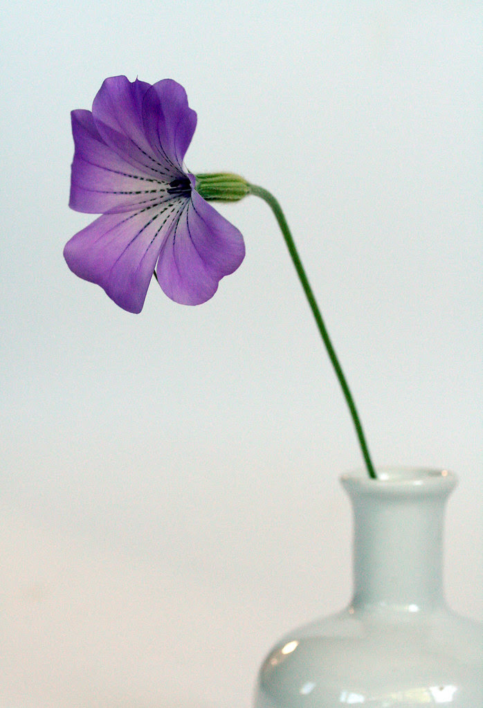 just one flower
