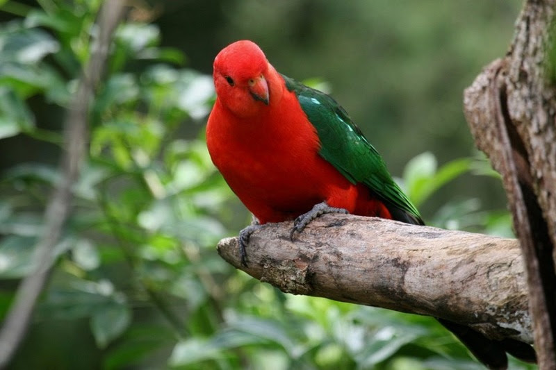 The rarest and most beautiful birds in the world