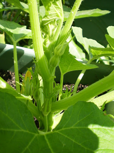 Acorn Squash