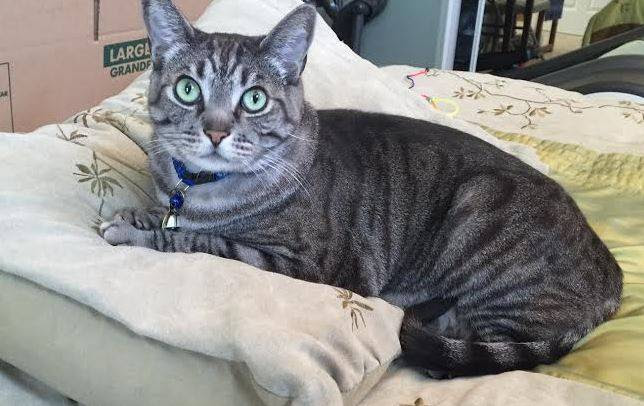 12+ Dark Gray Tabby Cat With Green Eyes Furry Kittens