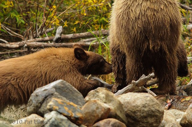 Sorry, cub