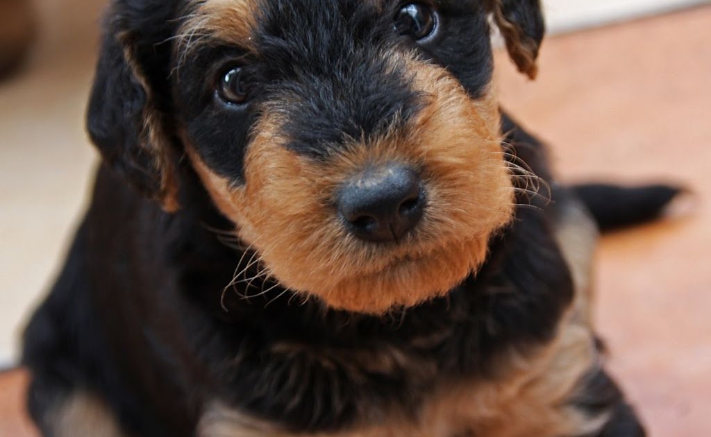 Miniature Airedale Puppies For Sale