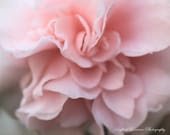 Pink, Soft, and Sweet My Darling- Fine Art Print-8x10 - LightofLorrainePhoto Pink, Soft, and Sweet My Darling- Fine Art Print-8x10 - LightofLorrainePhoto