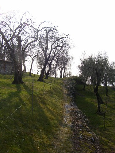 oliveto cassone