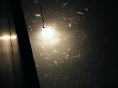 Underwater Sea Life - DSCF2261