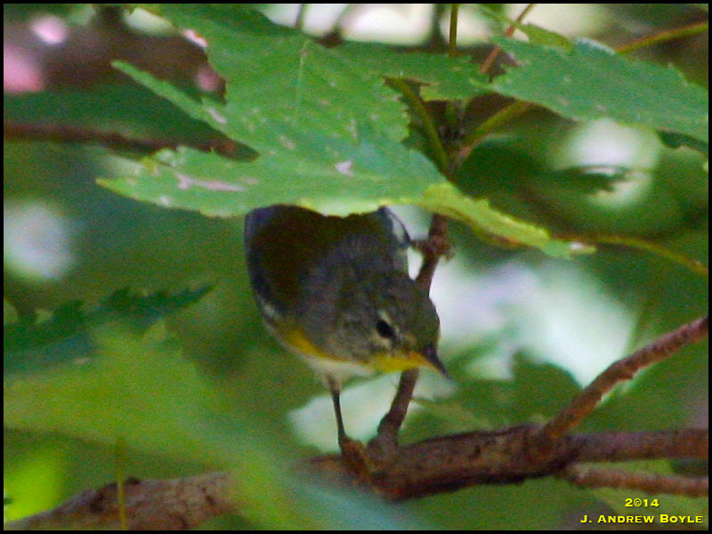 Northern Parula Northern Parula