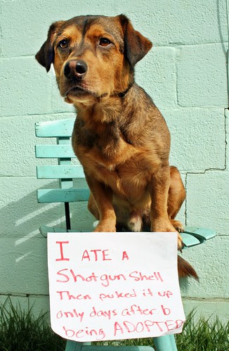 Pallo: "I ate a shotgun shell, then puked it up only days after being adopted"