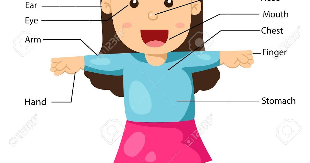 Female Body Parts Labeled : The Female Reproductive System Boundless