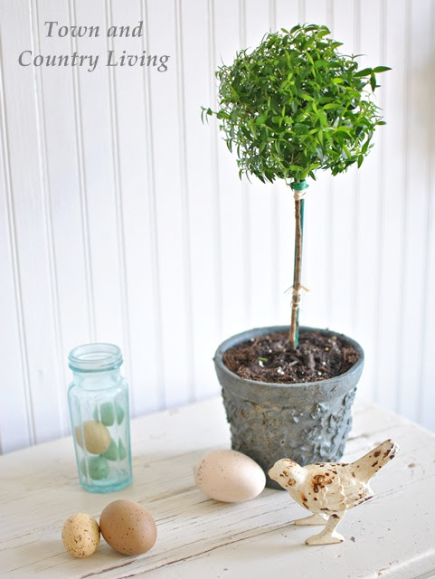 Myrtle Topiary