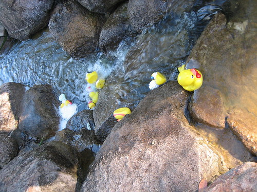 duckie race