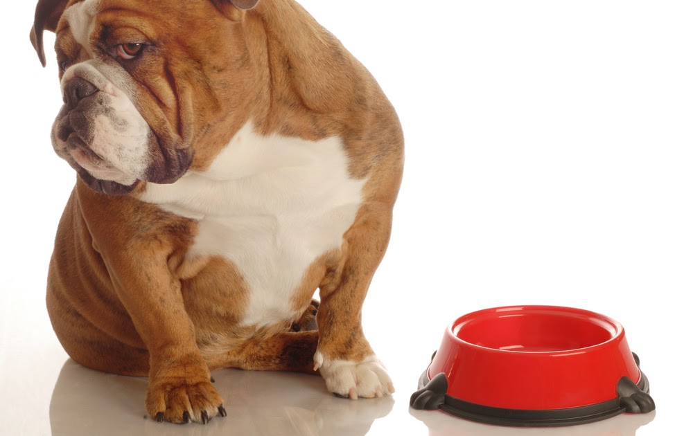 Gewichtsverlust Beim Hund