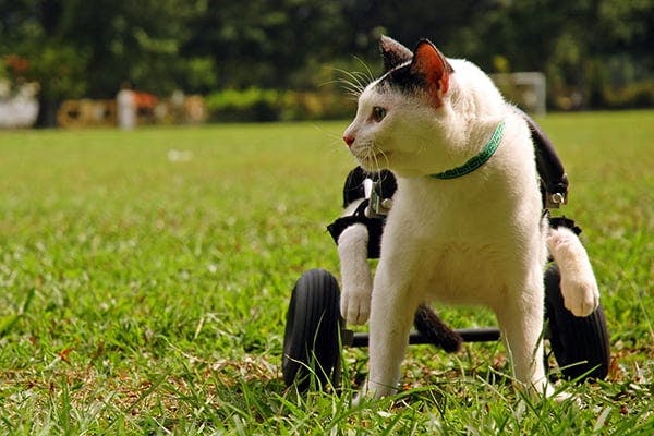 How To Temporarily Paralyze A Cat