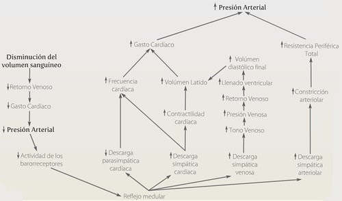 Esquema Mantenimiento de la Hemostasia, Salud 2.0