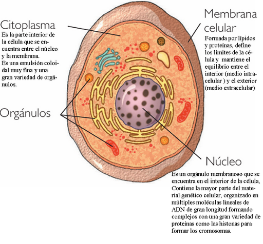 Definicion De Las Partes De La Celula Eucariota Compartir Celular