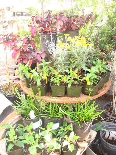 Spring display