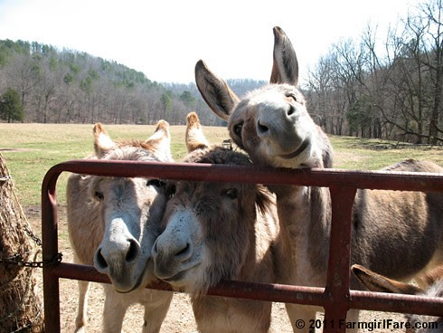 Donkettes hoping for treats
