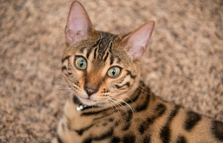 Bengal Cat Kittens Cost Cat's Blog