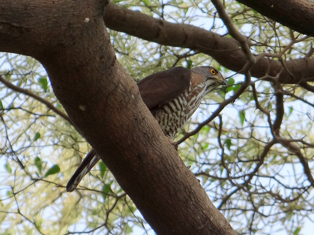 鳳頭蒼鷹/無限台南