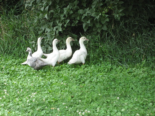they came to say hi.