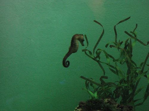 Sad Seahorse